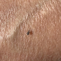 Curculionoidea