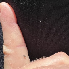 Curculionoidea