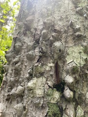 Diplopoda