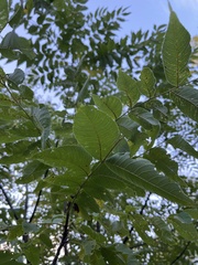 Juglans nigra