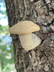 Hypsizygus