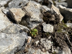 Sedum atratum
