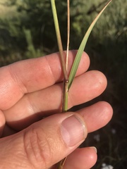 Calamagrostis inexpansa