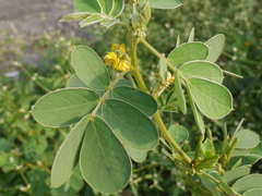 Senna uniflora