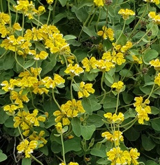 Phlomis chrysophylla