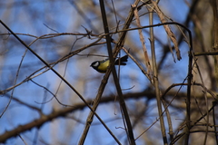 Parus major