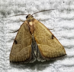 Galgula partita