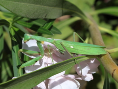 Sphodromantis viridis