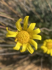 Euryops mirus