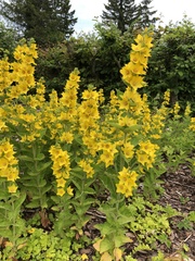 Lysimachia punctata