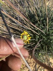 Euryops mirus