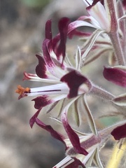 Pelargonium auritum auritum