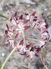 Pelargonium auritum auritum