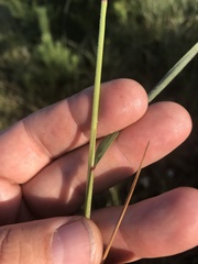 Calamagrostis inexpansa