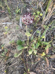 Pelargonium auritum auritum