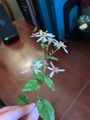 Eurybia divaricata