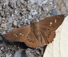 Seseria formosana