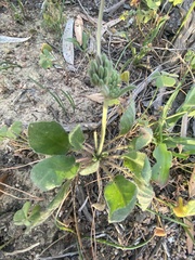 Pelargonium auritum auritum