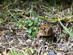 Platyplectrum ornatum