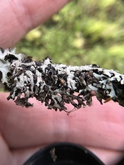 Tremella hypogymniae