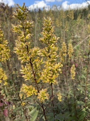 Solidago speciosa