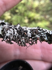 Tremella hypogymniae