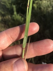 Calamagrostis inexpansa