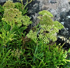 Crithmum maritimum