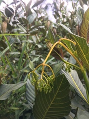 Palicourea lineariflora