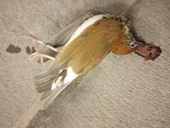 Hylocichla mustelina