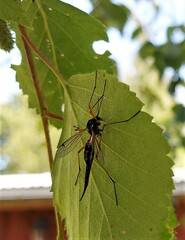 Tanyptera atrata