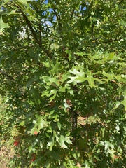 Quercus ellipsoidalis