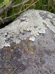 Lecanoromycetes
