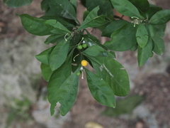 Solanum diphyllum