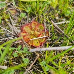 Drosera cuneifolia