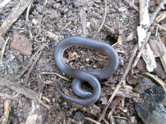 Carphophis amoenus amoenus