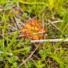 Drosera cuneifolia