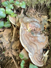 Ganoderma pfeifferi