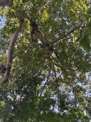 Pseudobombax septenatum