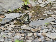 Graphium eurous asakurae