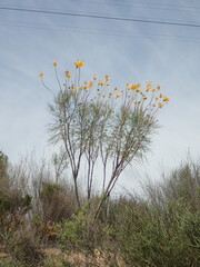 Euryops speciosissimus