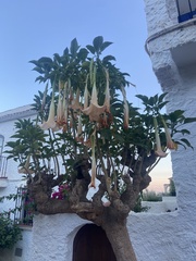 Brugmansia