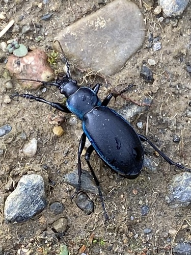 Violet ground beetle