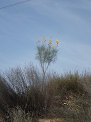 Euryops speciosissimus