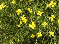 Brassica fruticulosa