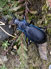 Carabus violaceus