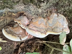 Ganoderma pfeifferi