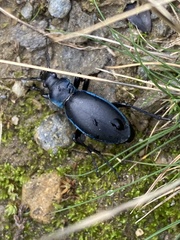 Carabus violaceus