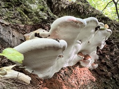 Ganoderma pfeifferi