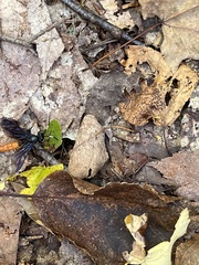 Protichneumon grandis